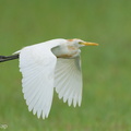 Eastern_Cattle_Egret-241006-246MSDCF-FYP07593-W.jpg