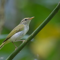 Eastern_Crowned_Warbler-120924-101EOS1D-FY1X9415-W.jpg