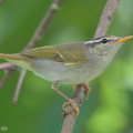 Eastern_Crowned_Warbler-221014-156MSDCF-FYP01736-W.jpg