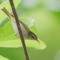 Eastern Crowned Warbler-251025-127FRYAP-FYA06574-W.jpg