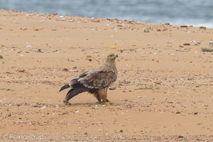 Eastern Imperial Eagle-161227-105EOS7D-FY7D1897-W.jpg