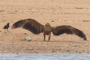 Eastern Imperial Eagle-161227-105EOS7D-FY7D2218-W.jpg (4360 visits) Eastern Imperial Eagle at Pulau Sekudu Eastern Imperial Eagle-161227-105EOS7D-FY7D2218-W.jpg