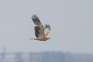 Eastern Imperial Eagle-161227-108EOS1D-F1X21568-W.jpg (4316 visits) Eastern Imperial Eagle at Pulau Ubin Eastern Imperial Eagle-161227-108EOS1D-F1X21568-W.jpg
