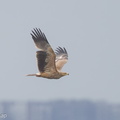 Eastern Imperial Eagle-161227-108EOS1D-F1X21568-W.jpg