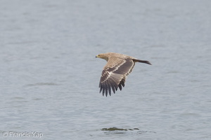 Eastern Imperial Eagle-161227-108EOS1D-F1X21839-W.jpg (4333 visits) Eastern Imperial Eagle at Pulau Ubin Eastern Imperial Eagle-161227-108EOS1D-F1X21839-W.jpg