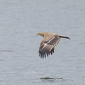 Eastern_Imperial_Eagle-161227-108EOS1D-F1X21839-W.jpg