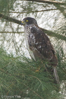 Eastern Marsh Harrier-111110-109EOS7D-IMG_2088-W.jpg (4470 visits) Eastern Marsh Harrier at Changi Reclaimed Land Eastern Marsh Harrier-111110-109EOS7D-IMG_2088-W.jpg