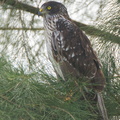 Eastern_Marsh_Harrier-111110-109EOS7D-IMG_2088-W.jpg