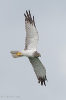 Eastern Marsh Harrier-111217-106EOS1D-FYAP8386-W.jpg (4885 visits) Eastern Marsh Harrier at Tanah Merah Coast Road Eastern Marsh Harrier-111217-106EOS1D-FYAP8386-W.jpg