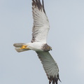 Eastern_Marsh_Harrier-111217-106EOS1D-FYAP8386-W.jpg