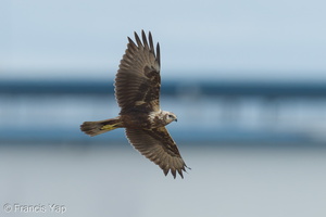 Eastern Marsh Harrier-221030-157MSDCF-FYP06488-W.jpg (3762 visits) Eastern Marsh Harrier at Tuas South Eastern Marsh Harrier-221030-157MSDCF-FYP06488-W.jpg