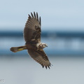 Eastern_Marsh_Harrier-221030-157MSDCF-FYP06488-W.jpg