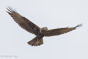 Eastern Marsh Harrier-221030-157MSDCF-FYP07086-W.jpg (3750 visits) Eastern Marsh Harrier at Tuas South Eastern Marsh Harrier-221030-157MSDCF-FYP07086-W.jpg