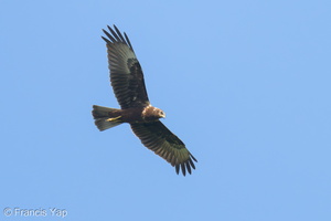 Eastern Marsh Harrier-241103-249MSDCF-FYP07923-W.jpg (1784 visits) Eastern Marsh Harrier at Mount Faber Eastern Marsh Harrier-241103-249MSDCF-FYP07923-W.jpg