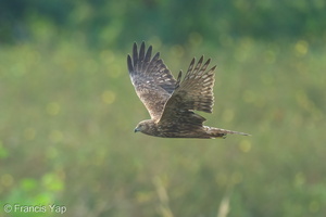 Eastern Marsh Harrier-250120-254MSDCF-FYP09794-W.jpg (1639 visits) Eastern Marsh Harrier at Tuas South Eastern Marsh Harrier-250120-254MSDCF-FYP09794-W.jpg