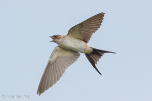 Eastern Red-rumped Swallow-161027-106EOS1D-F1X25662-W.jpg