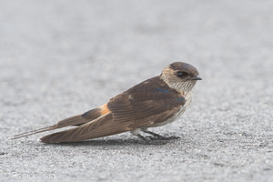 Eastern Red-rumped Swallow-181101-112ND500-FYP_6746-W.jpg