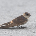 Eastern_Red-rumped_Swallow-181101-112ND500-FYP_6746-W.jpg