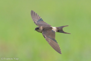 Eastern Red-rumped Swallow-191105-103MSDCF-FYP01169-W.jpg