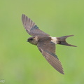 Eastern_Red-rumped_Swallow-191105-103MSDCF-FYP01169-W.jpg