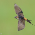 Eastern_Red-rumped_Swallow-230103-162MSDCF-FYP07107-W.jpg