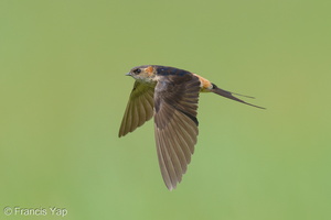 Eastern Red-rumped Swallow-230103-162MSDCF-FYP07113-W.jpg