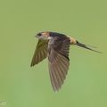 Eastern Red-rumped Swallow-230103-162MSDCF-FYP07113-W.jpg