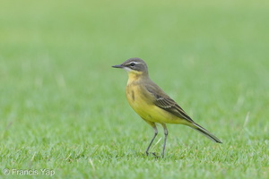 Eastern Yellow Wagtail-130906-110EOS1D-FY1X1216-W.jpg (4537 visits) Eastern Yellow Wagtail at NSRCC Kranji Eastern Yellow Wagtail-130906-110EOS1D-FY1X1216-W.jpg