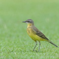 Eastern_Yellow_Wagtail-130906-110EOS1D-FY1X1216-W.jpg