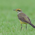 Eastern_Yellow_Wagtail-240121-214MSDCF-FYP03780-W.jpg