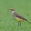 Eastern_Yellow_Wagtail-240121-214MSDCF-FYP03889-W.jpg