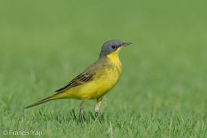 Eastern Yellow Wagtail-240413-223MSDCF-FYP09653-W.jpg (2008 visits) Eastern Yellow Wagtail at NSRCC Kranji Eastern Yellow Wagtail-240413-223MSDCF-FYP09653-W.jpg