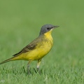 Eastern_Yellow_Wagtail-240413-223MSDCF-FYP09653-W.jpg