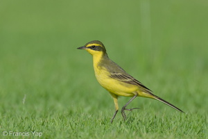 Eastern Yellow Wagtail-240413-224MSDCF-FYP00030-W.jpg (2009 visits) Eastern Yellow Wagtail at NSRCC Kranji Eastern Yellow Wagtail-240413-224MSDCF-FYP00030-W.jpg