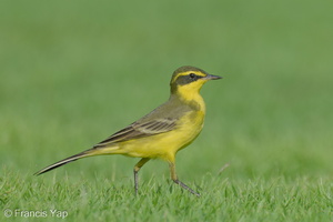 Eastern Yellow Wagtail-240413-224MSDCF-FYP00717-W.jpg (1993 visits) Eastern Yellow Wagtail at NSRCC Kranji Eastern Yellow Wagtail-240413-224MSDCF-FYP00717-W.jpg