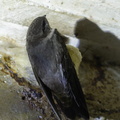 Edible-nest_Swiftlet-140422-115EOS1D-FY1X6545-W.jpg
