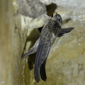 Edible-nest_Swiftlet-140422-115EOS1D-FY1X7055-W.jpg