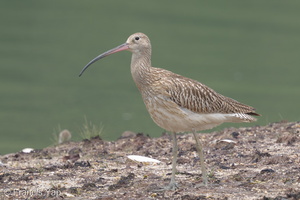 Eurasian Curlew-160901-104EOS7D-FY7D0128-W.jpg