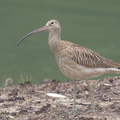 Eurasian_Curlew-160901-104EOS7D-FY7D0128-W.jpg