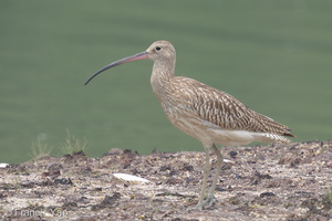 Eurasian Curlew-160901-104EOS7D-FY7D0161-W.jpg