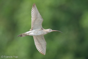 Eurasian Curlew-251127-136FRYAP-FYA03795-W.jpg
