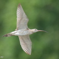 Eurasian Curlew-251127-136FRYAP-FYA03795-W.jpg