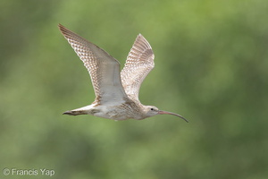 Eurasian Curlew-251127-136FRYAP-FYA04262-W.jpg
