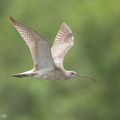 Eurasian Curlew-251127-136FRYAP-FYA04262-W.jpg