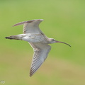 Eurasian Curlew-251127-136FRYAP-FYA04276-W.jpg