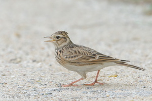 Eurasian Skylark-181112-113ND500-FYP_5015-W.jpg