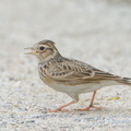 Eurasian Skylark-181112-113ND500-FYP_5015-W.jpg
