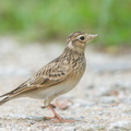 Eurasian_Skylark-181112-113ND500-FYP_5434-W.jpg