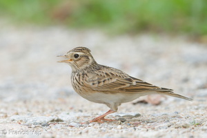 Eurasian Skylark-181112-113ND500-FYP_5536-W.jpg