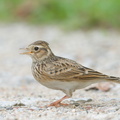 Eurasian_Skylark-181112-113ND500-FYP_5536-W.jpg